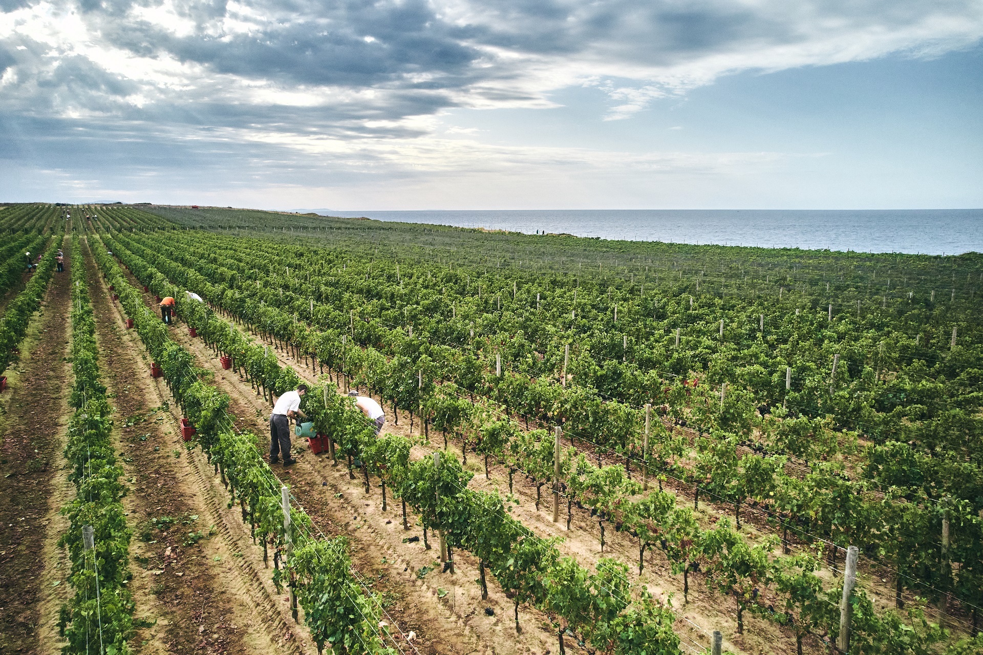 Ove nedjelje čak 50 istarskih vinarija i četiri destilerije otvaraju svoja vrata posjetiteljima